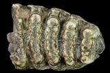 Partial, Fossil Stegodon Molar - Indonesia #149736-1